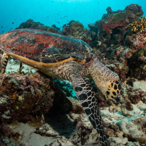 Tortue imbriquée broutant le récif, carapace vue de côté, Maldives
