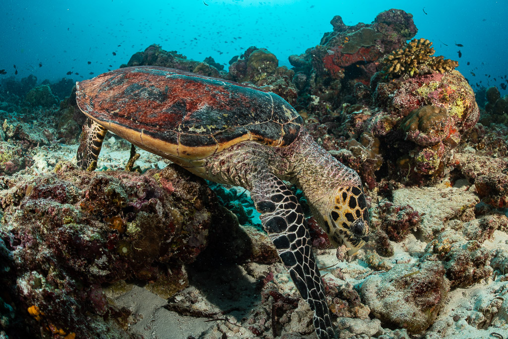 Hawksbill sea turtle browsing the reef, shell seen from the side, Maldives