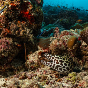 Laced moray peering from a hole in the coral reef, Maldives