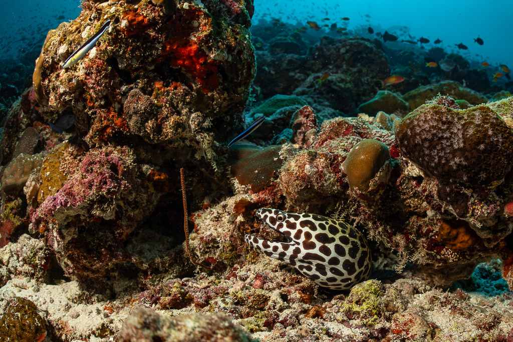 Laced moray peering from a hole in the coral reef, Maldives