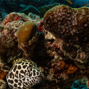 Laced moray head emerging from the reef, vertical frame, Maldives