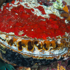 Thorny oyster covered in red sponge with its patterned mantle visible at night, Maldives