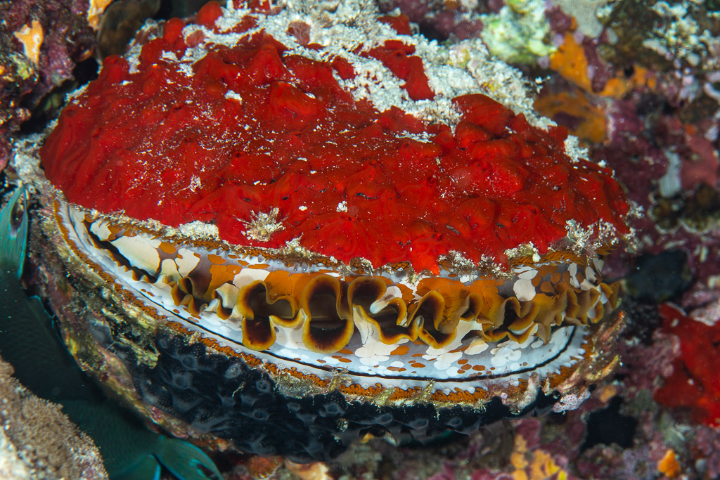 Thorny oyster covered in red sponge with its patterned mantle visible at night, Maldives