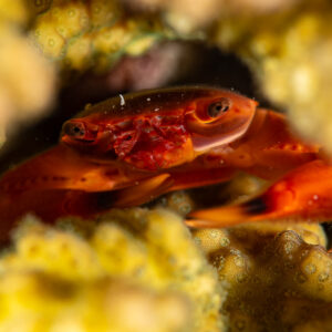 Coral guard crab hiding in yellow coral branches at night, Maldives