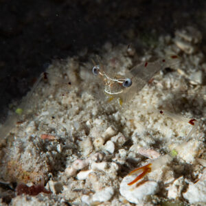 Transparent Cuapetes shrimp with orange claw tips on rubble at night, Maldives