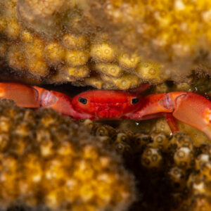 Red coral guard crab with open claws among coral branches, Maldives