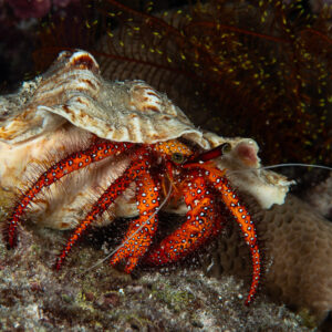 White-spotted hermit crab carrying a large shell at night, Maldives