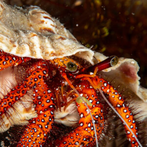 Close-up of the eyes and spotted legs of a white-spotted hermit crab, Maldives