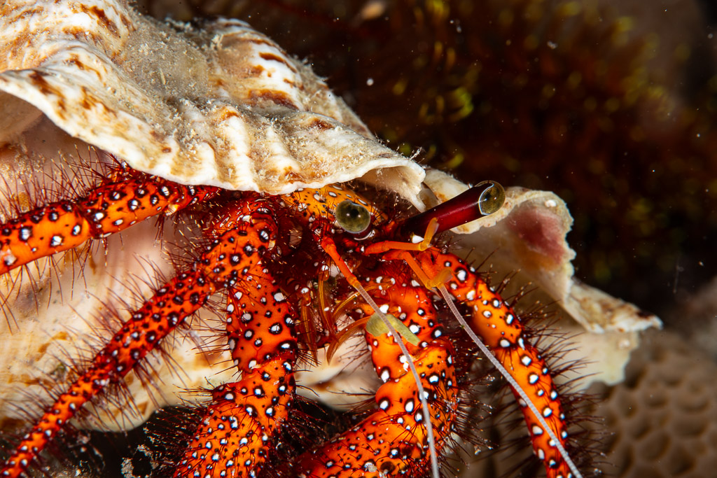 Close-up of the eyes and spotted legs of a white-spotted hermit crab, Maldives