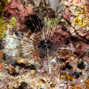 Long-spined banded sea urchin in a reef crevice at night, vertical, Maldives