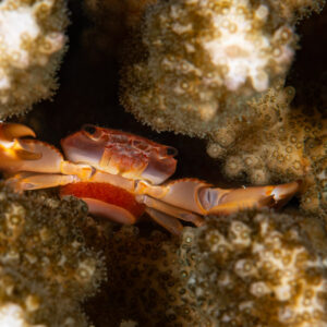 Coral guard crab sheltering between pale coral branches, Maldives
