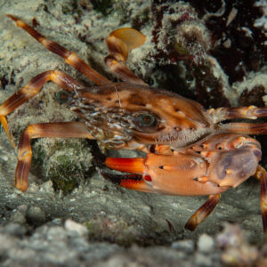 Swimming crab with red-tipped claws on the reef at night, Maldives