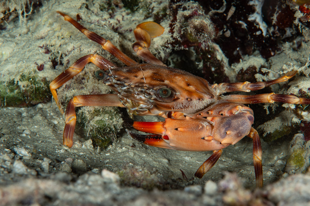 Swimming crab with red-tipped claws on the reef at night, Maldives