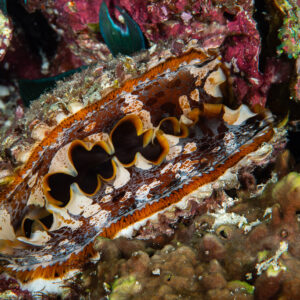 Thorny oyster mantle with wavy orange-edged shell lips, Maldives