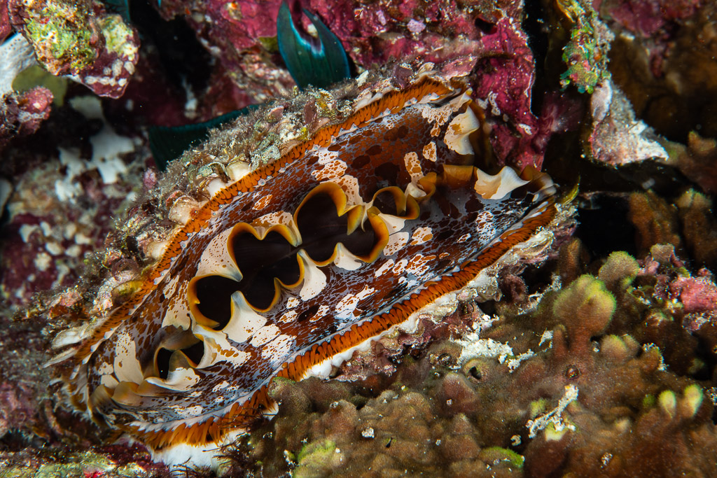 Thorny oyster mantle with wavy orange-edged shell lips, Maldives
