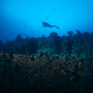 Diver above the encrusted hull of a sunken ship, Maldives