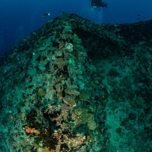 Diver above the rounded overgrown hull of a wreck, vertical frame, Maldives