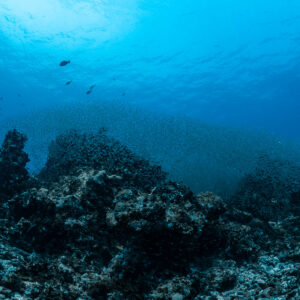 Grand nuage de poissons de verre flottant au-dessus d’un récif sombre, Maldives