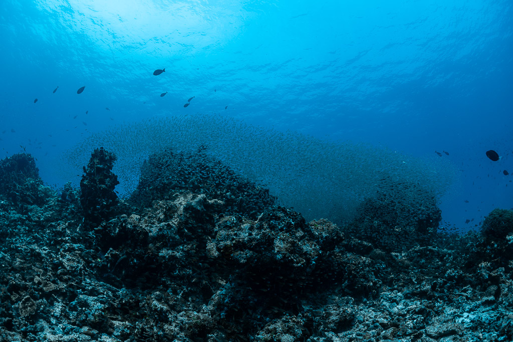Large glassfish cloud hovering over a dark reef, Maldives