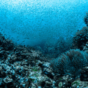 Essaim de poissons de verre entre des massifs récifaux près d’un corail mou, Maldives