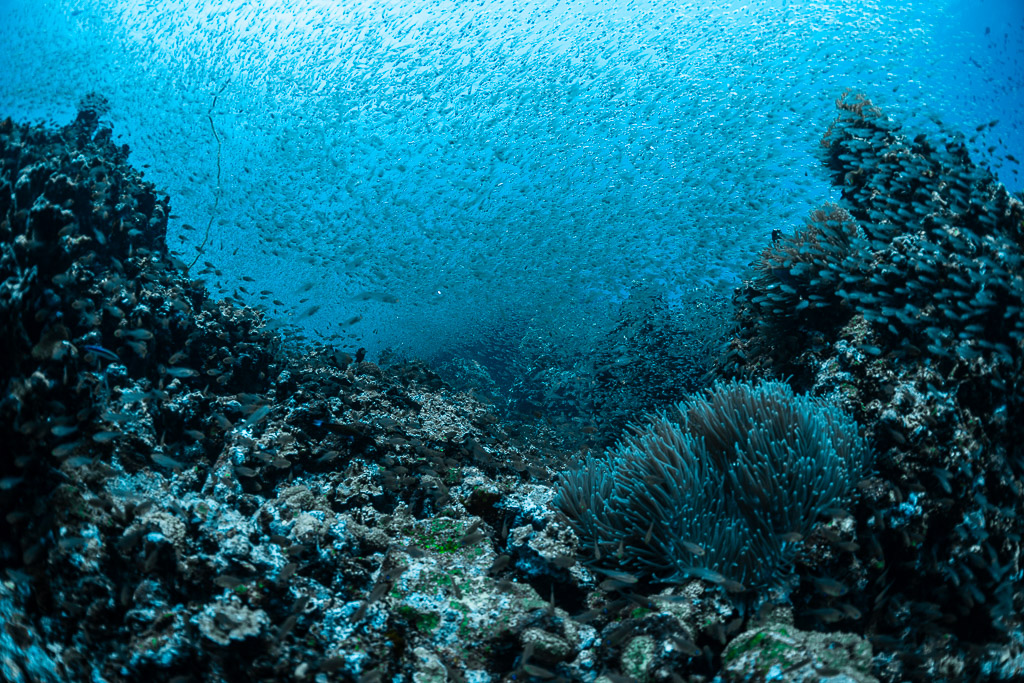Essaim de poissons de verre entre des massifs récifaux près d’un corail mou, Maldives