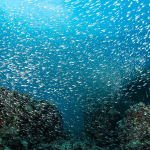 Essaim scintillant de poissons de verre emplissant l’eau au-dessus des blocs récifaux, Maldives