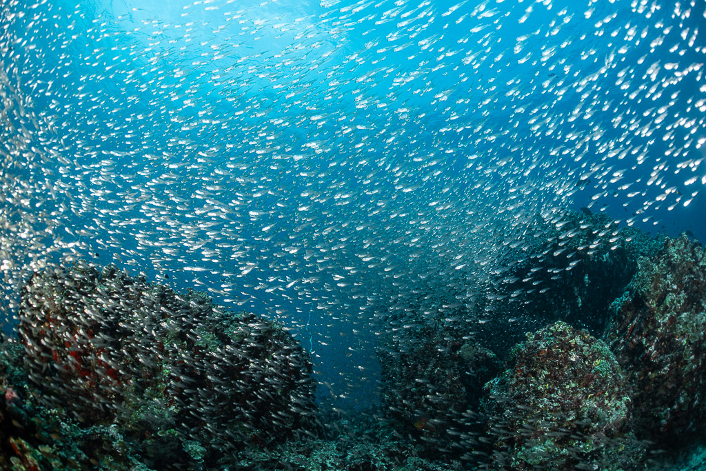 Glittering glassfish swarm filling the water over reef boulders, Maldives