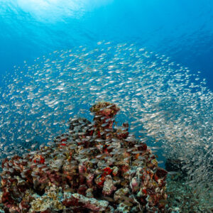 Poissons de verre défilant au-dessus d’un massif rouge dans le bleu, Maldives