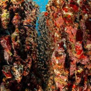 Poissons de verre serrés dans une faille entre des piliers récifaux rouges, cadrage vertical, Maldives