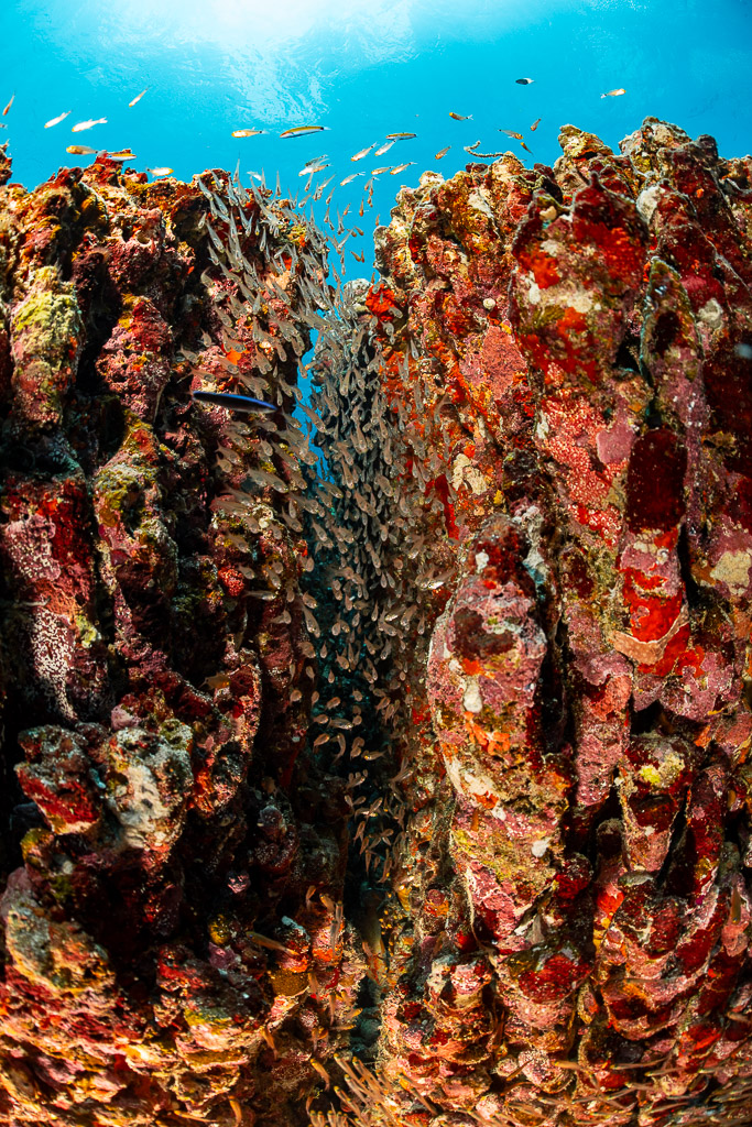 Poissons de verre serrés dans une faille entre des piliers récifaux rouges, cadrage vertical, Maldives