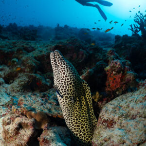 Laced moray in the reef with a diver silhouetted above, vertical frame, Maldives