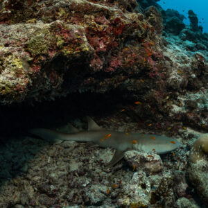 Tawny nurse shark resting deep under a reef ledge, Maldives
