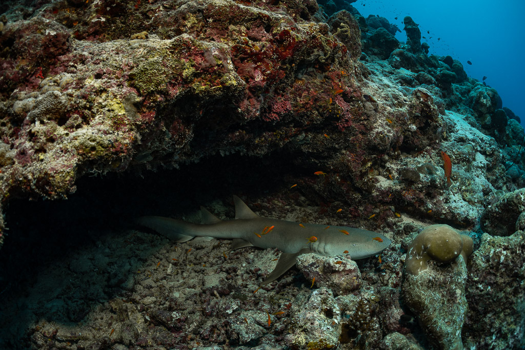Tawny nurse shark resting deep under a reef ledge, Maldives