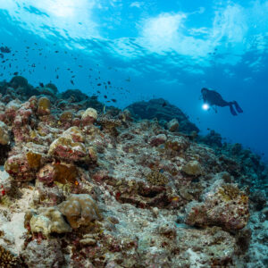Diver with a torch over a shallow coral reef slope, Maldives