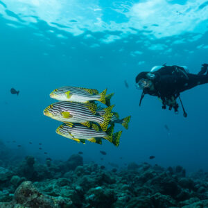 Trio de diagrammes orientaux nageant vers un plongeur, Maldives