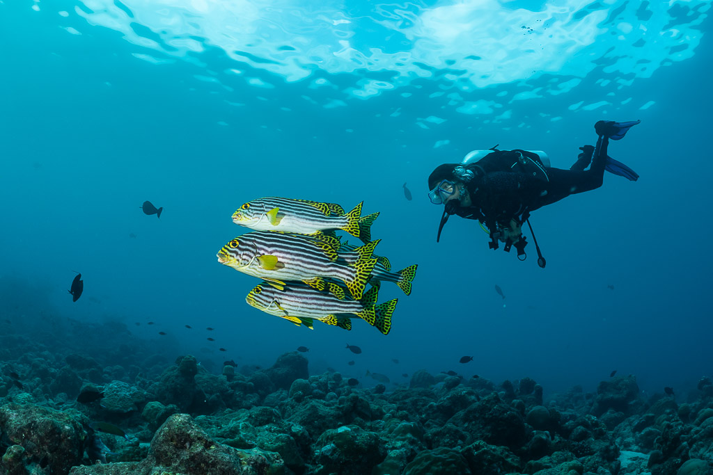 Trio de diagrammes orientaux nageant vers un plongeur, Maldives