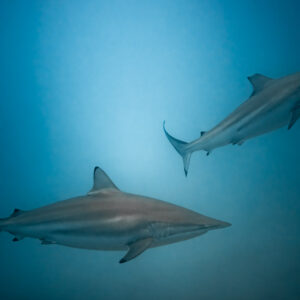 Two spinner sharks swimming in blue water, Maldives