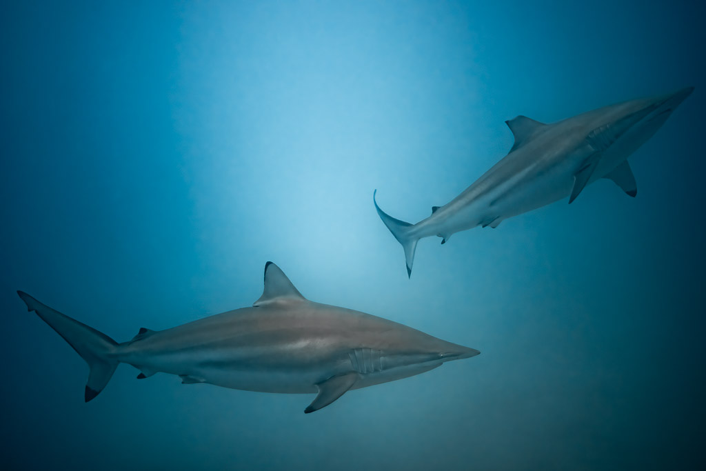 Two spinner sharks swimming in blue water, Maldives