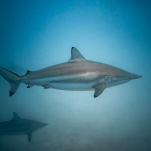 Spinner shark in profile with a second shark below, Maldives