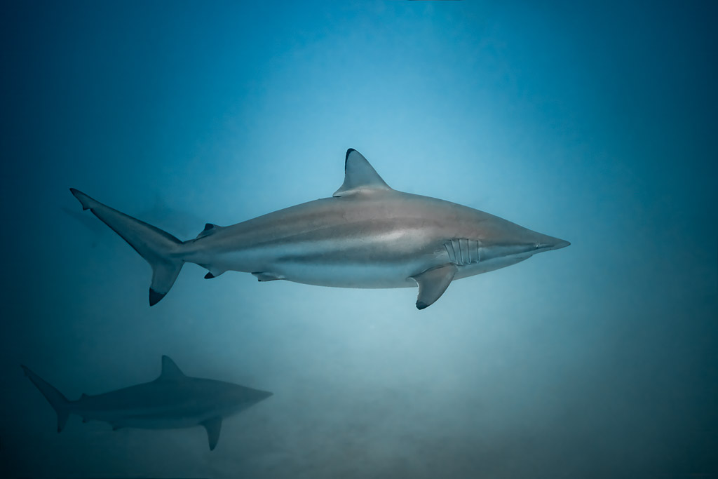 Spinner shark in profile with a second shark below, Maldives