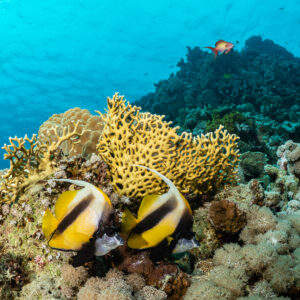 Couple de poissons-cochers de mer Rouge sur des coraux durs, Police Station (Giftun), mer Rouge, Égypte