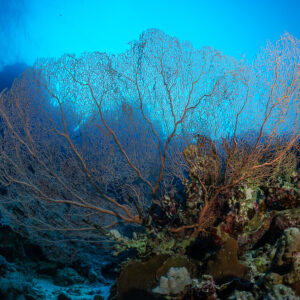 Giant sea fan backlit beneath the surface, Police Station Drift (Giftun), Red Sea, Egypt