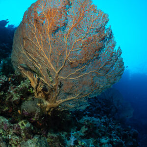 Giant sea fan on the reef edge in open blue water, Police Station Drift (Giftun), Red Sea, Egypt