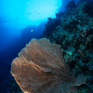 Giant sea fan on a steep reef wall, Police Station Drift (Giftun), Red Sea, Egypt