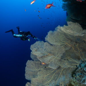 Rebreather diver beside a giant sea fan on the wall, Police Station Drift (Giftun), Red Sea, Egypt