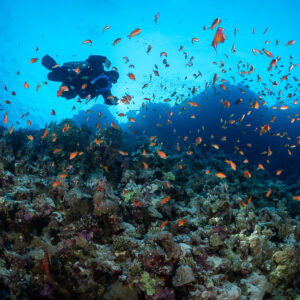 Rebreather diver gliding over the reef through a cloud of anthias, Police Station Drift (Giftun), Red Sea, Egypt