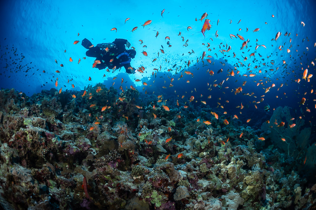 Rebreather diver gliding over the reef through a cloud of anthias, Police Station Drift (Giftun), Red Sea, Egypt