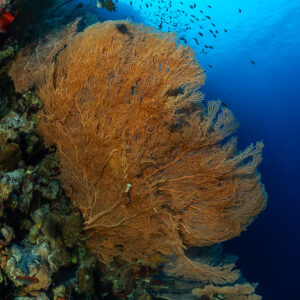 Orange giant sea fan on a reef wall with anthias, Police Station Drift (Giftun), Red Sea, Egypt