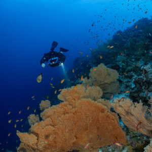 Rebreather diver descending above giant sea fans, Police Station Drift (Giftun), Red Sea, Egypt