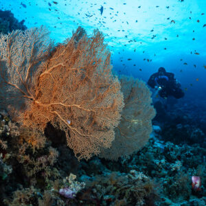 Giant sea fans and soft corals with a rebreather diver in the distance, Police Station Drift (Giftun), Red Sea, Egypt